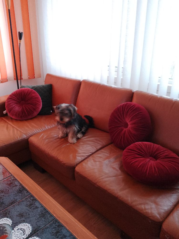 Yorkshire Terrier