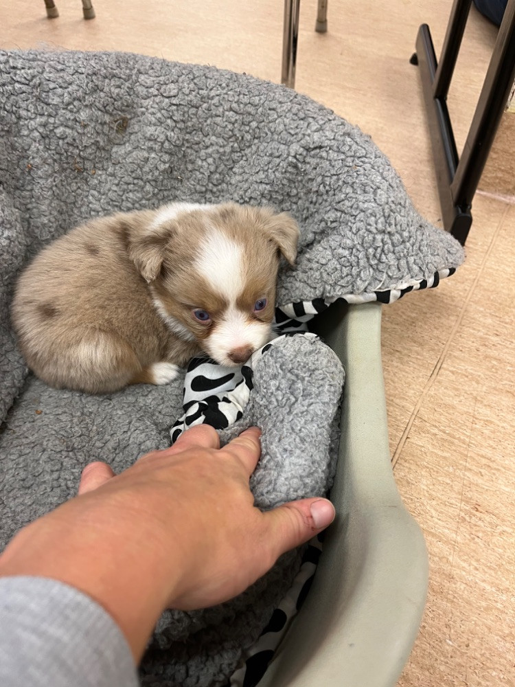 Miniature American Shepherd