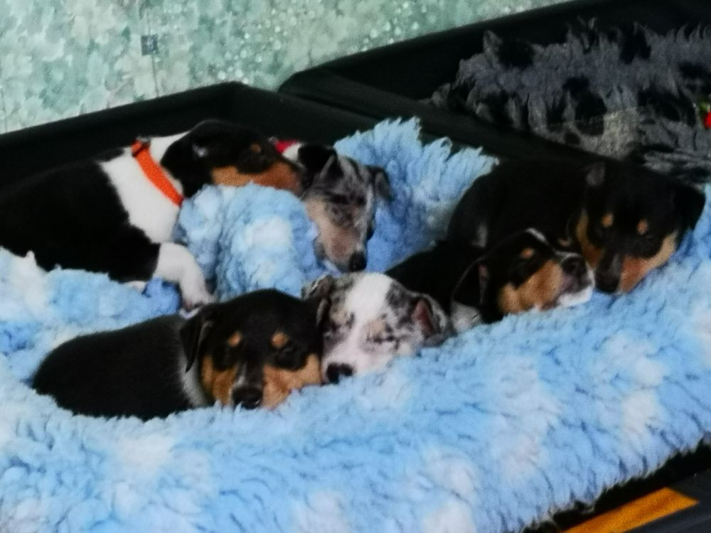 Vissegårdens Kennel