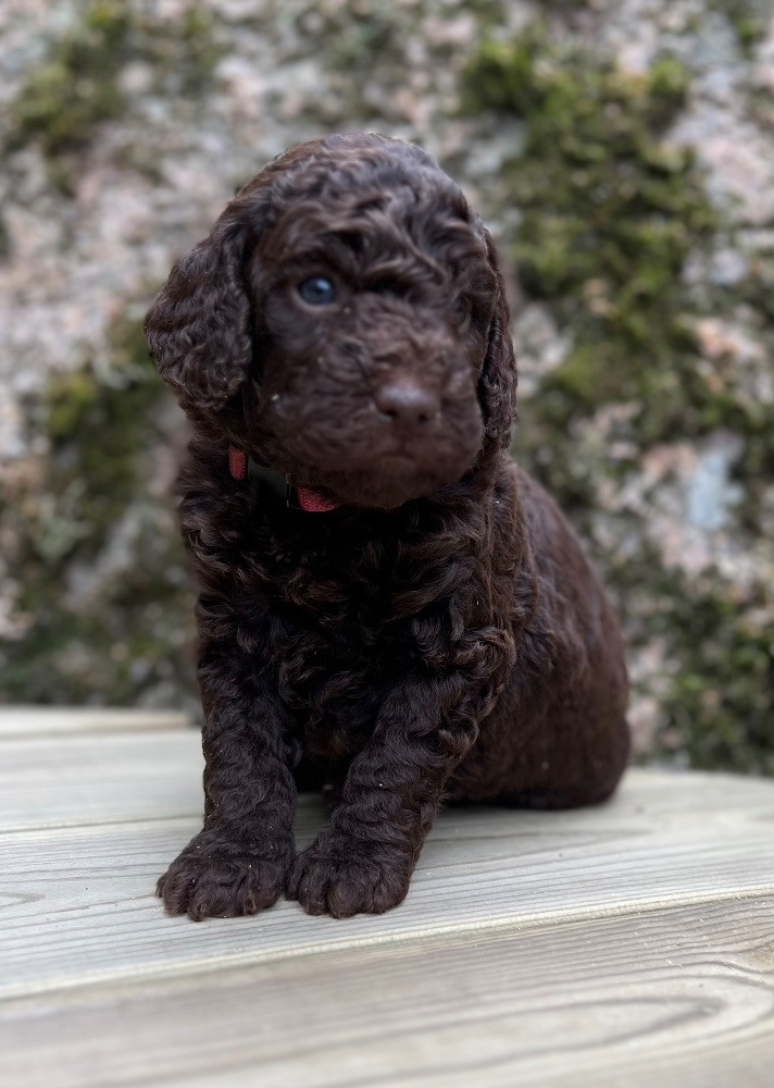 Isadoras Pudel och Cockerpoo