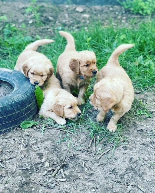 Golden Retriever