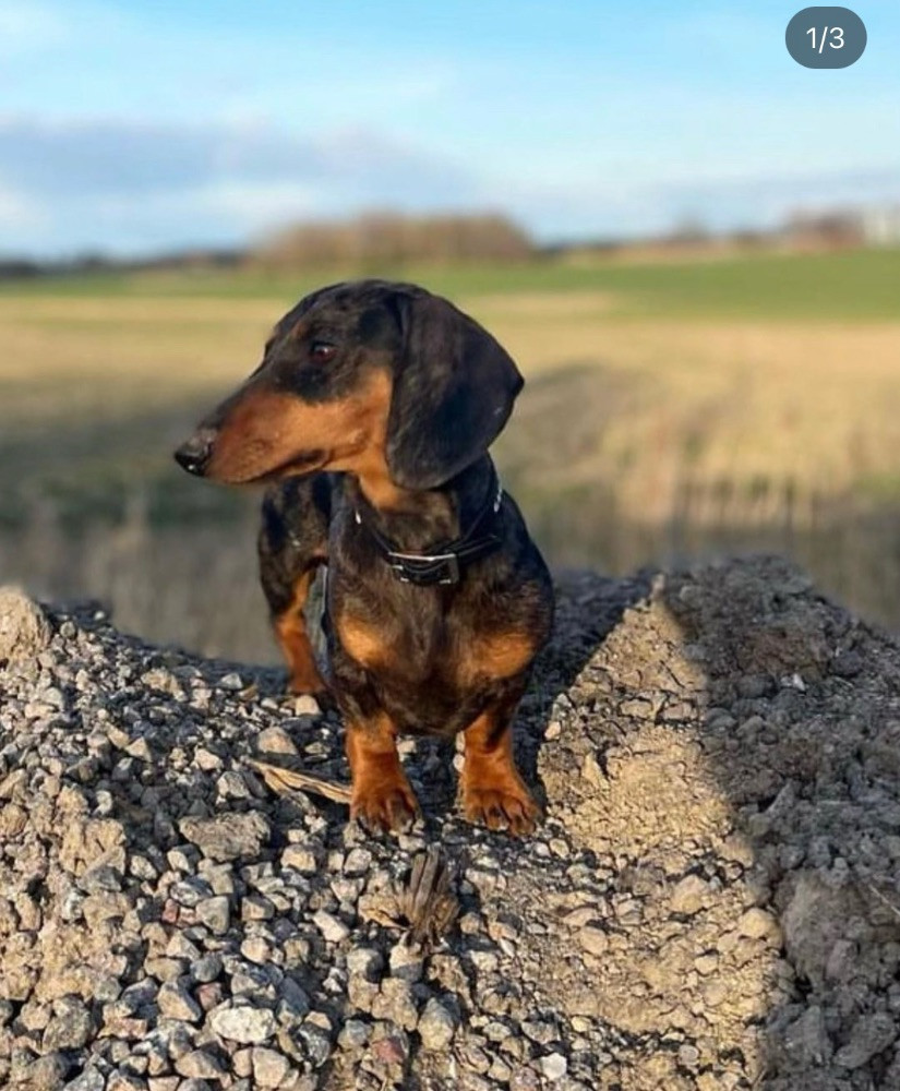Dachshund