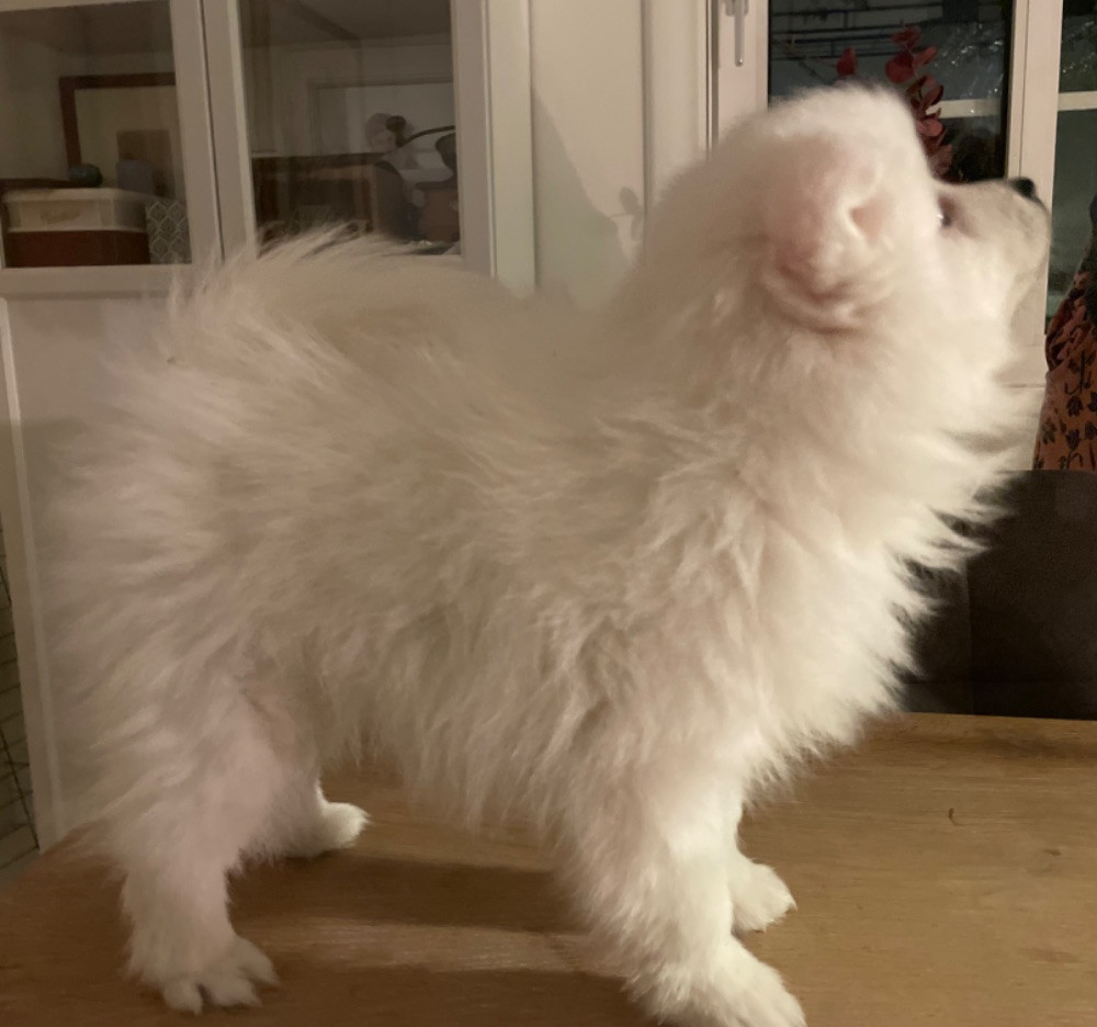 Snöslottets
