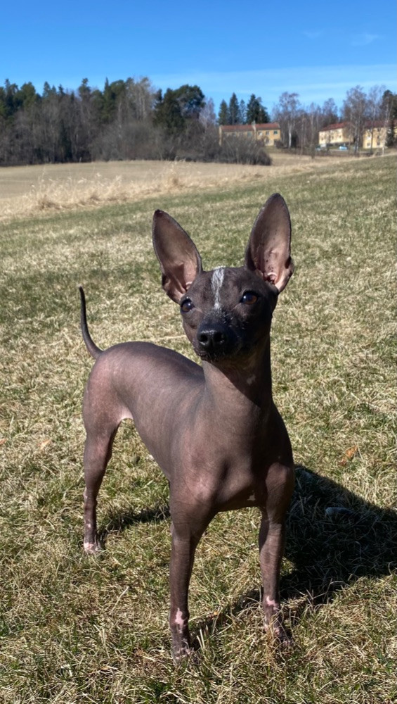 Xoloitzcuintle
