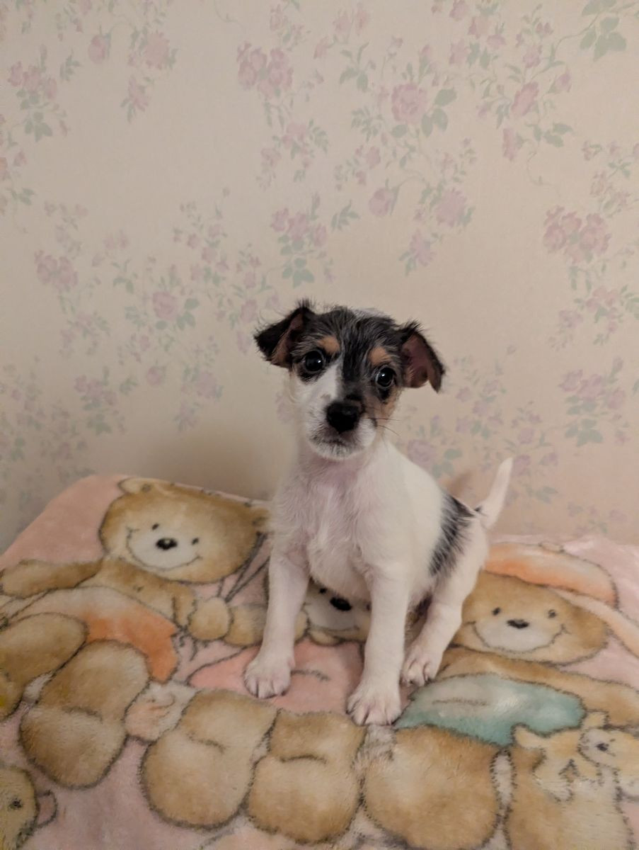 Parson Russell Terrier