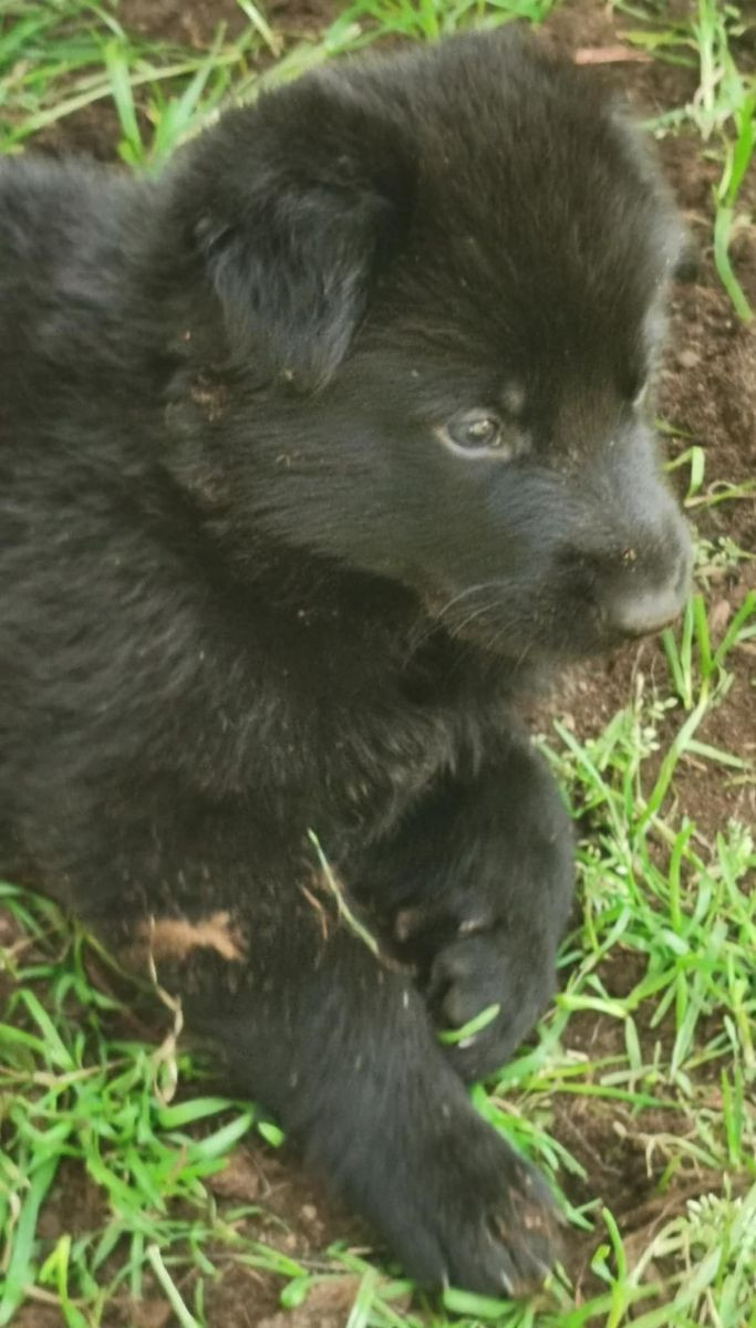 Kennel Snibor Anzi