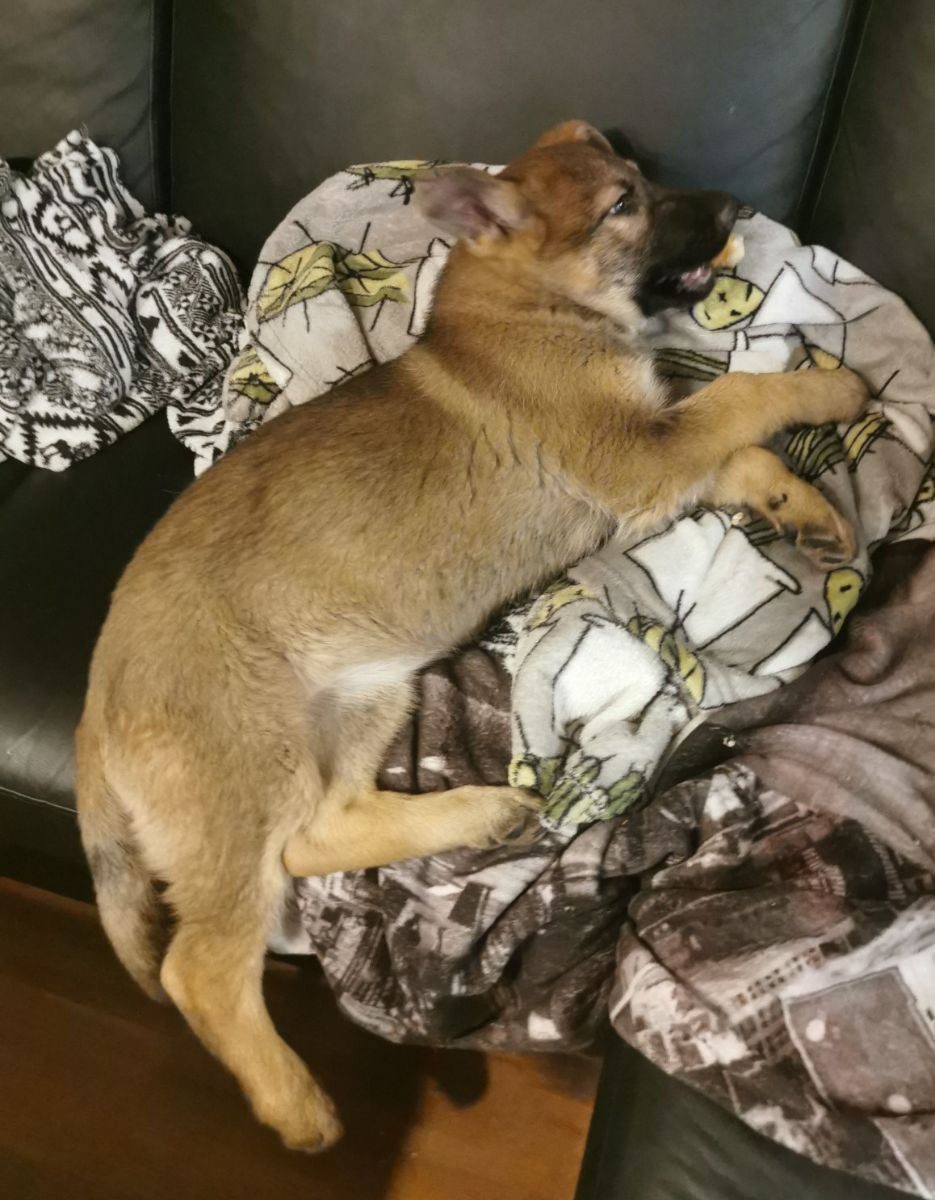 Kennel Snibor Anzi
