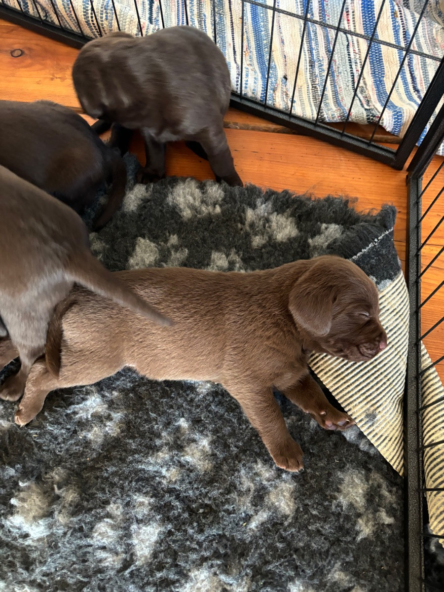 Labrador Retriever
