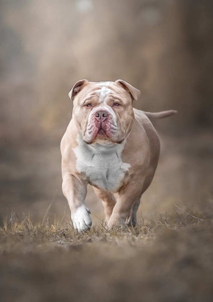 Redhouse Bully
