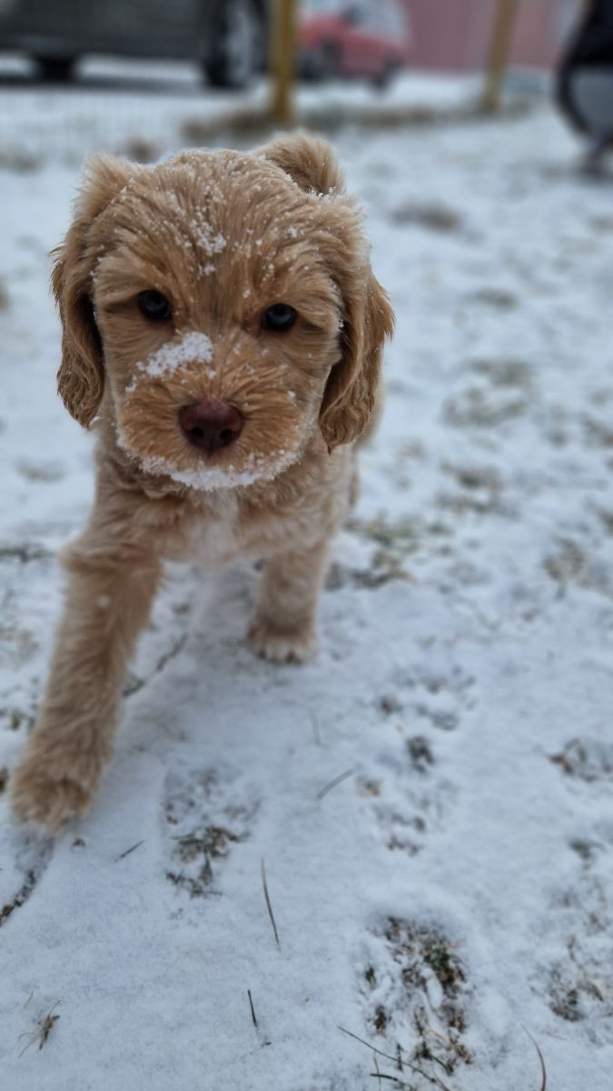 Lyckornaslabradoodle