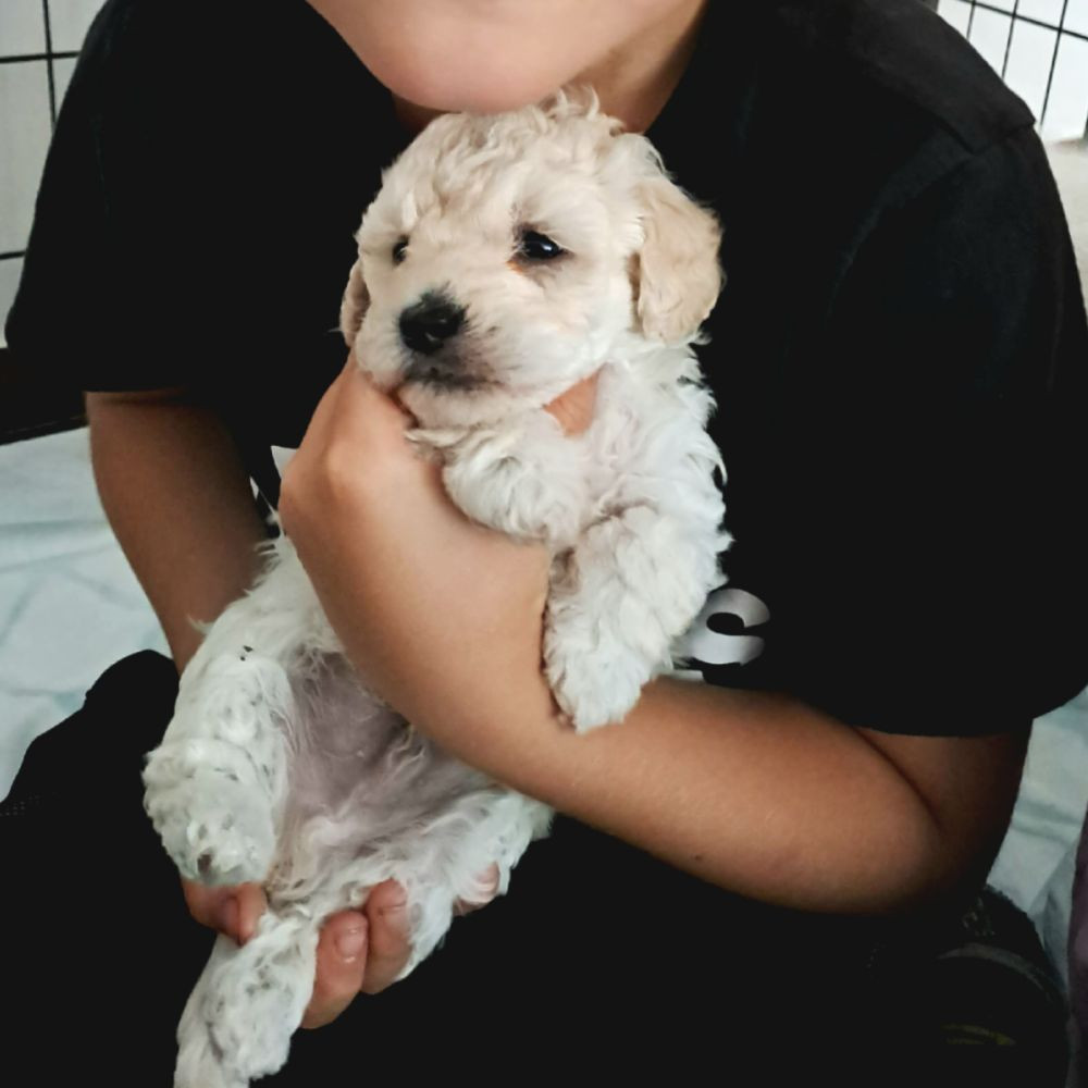 Maltipoo