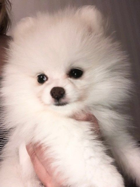 Fluffers