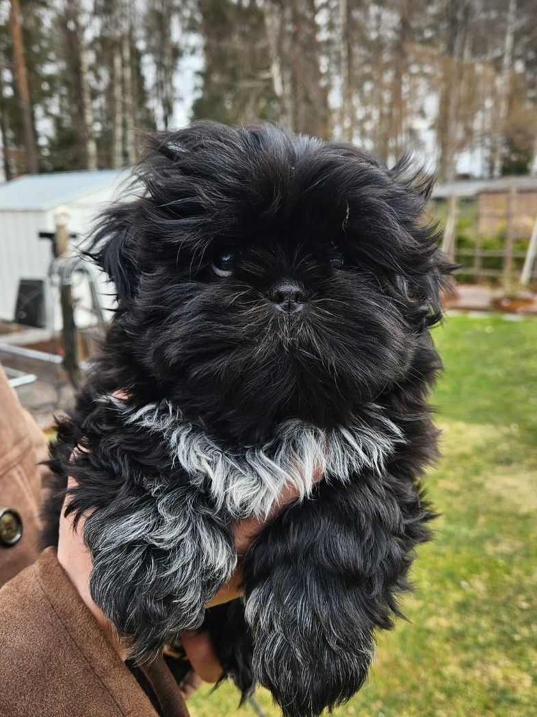 Lady tzu's