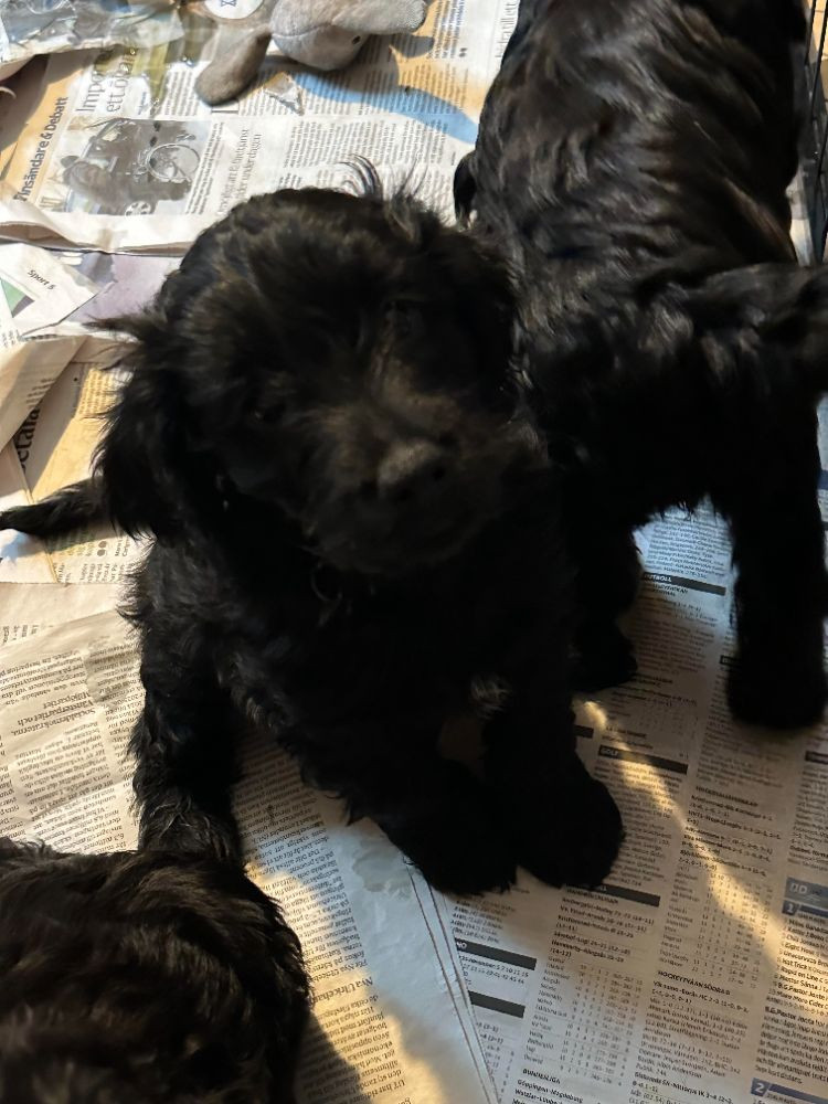 Babsan hund och kattklipp , babsans cockerpoo