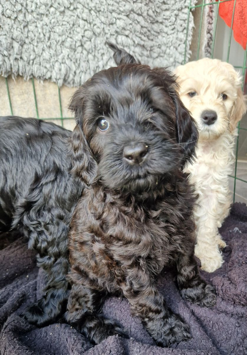 Dalkullas labradoodle