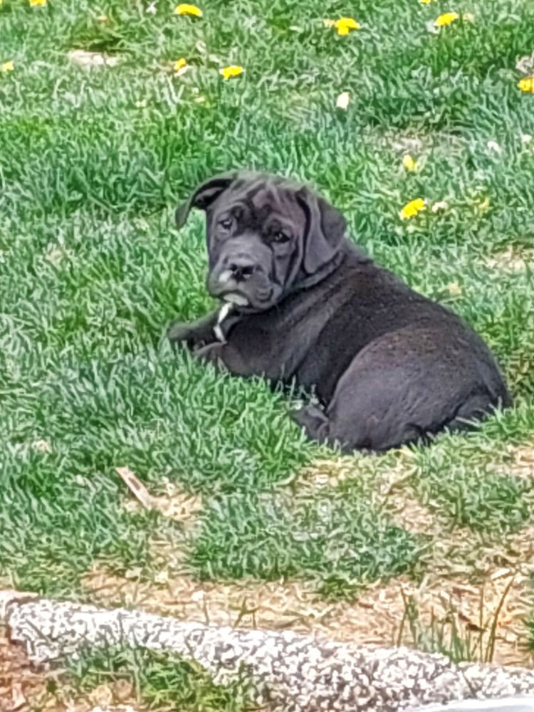 Bulldog/Tax/Labrador