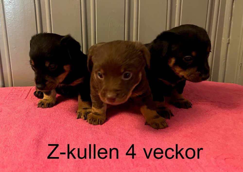 Animalcompaniets