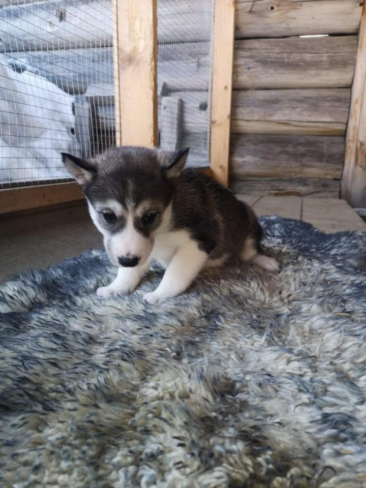 Lilltorpets Husky