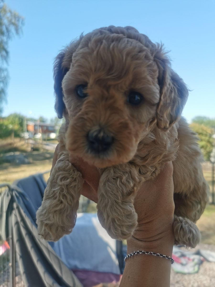 Mini goldendoodle