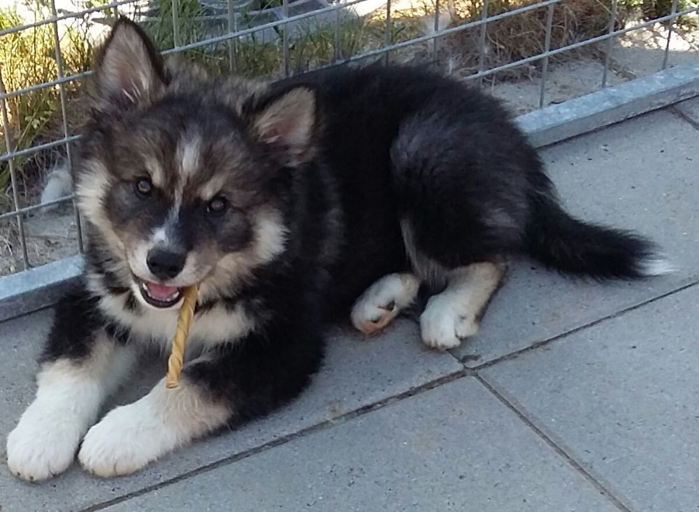 Finsk lapphund