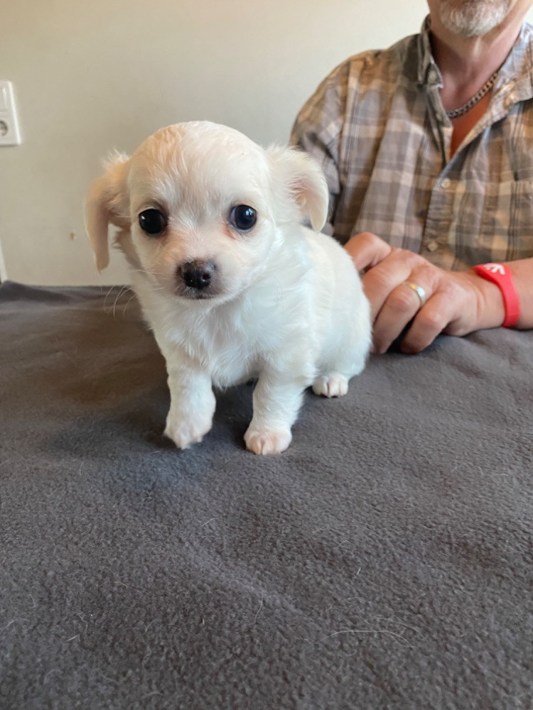 Chihuahua