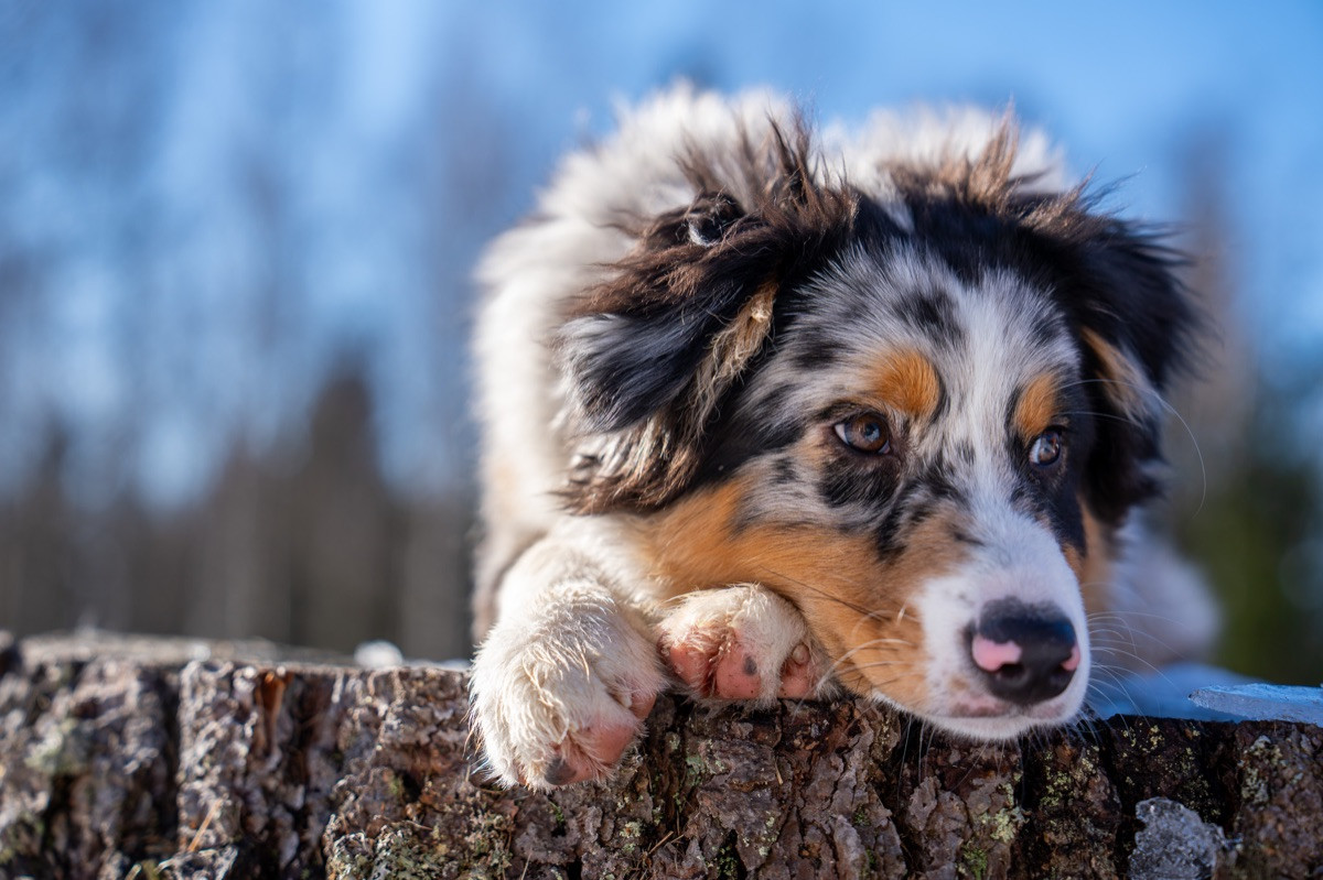 Maple Force Aussies