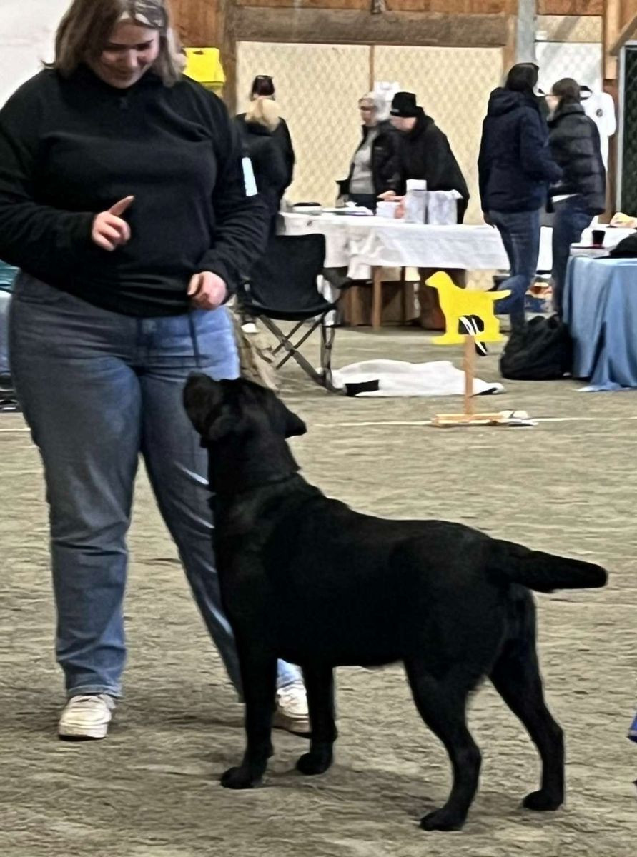 SE VCH Wallwein's Illussion