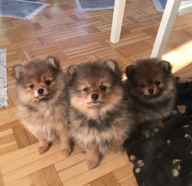 Pomeranian