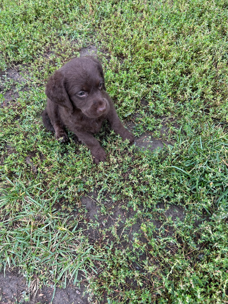 Labradoodle