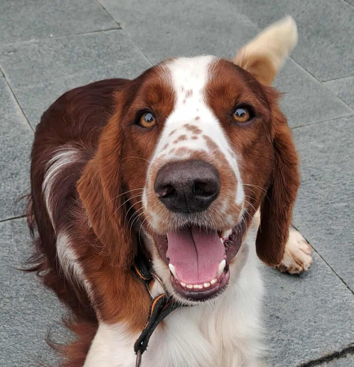 Welsh Springer Spaniel