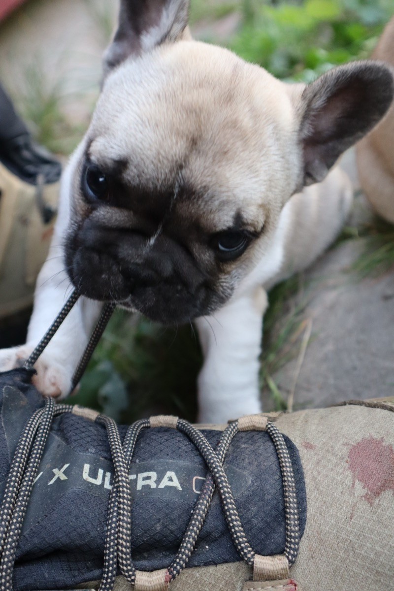 French Bulldog