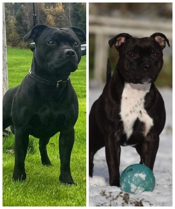 Staffordshire Bull Terrier