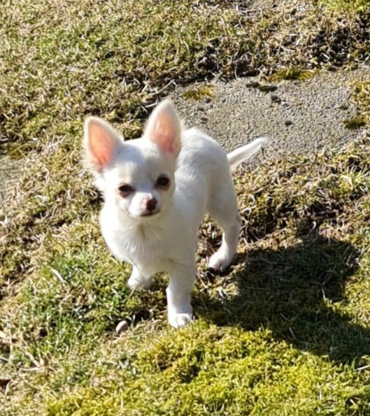 Paulas chihuahuaor