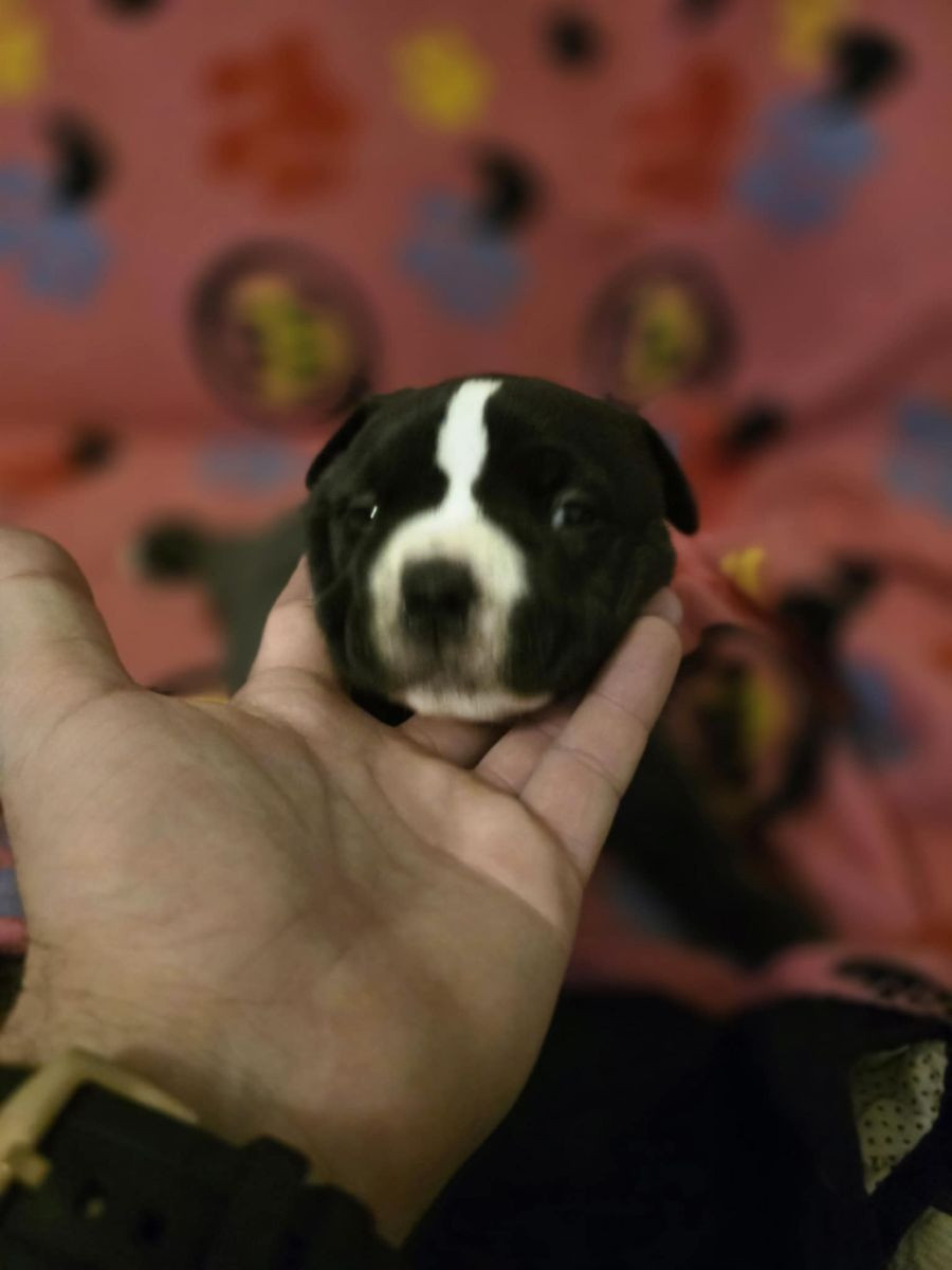 American Bully · 2025-10-27 · Göteborg · Zagorka G.