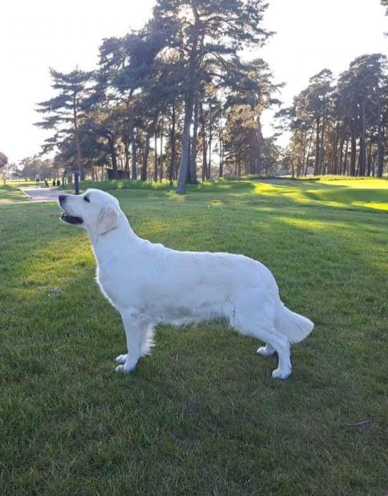 Retriever Village
