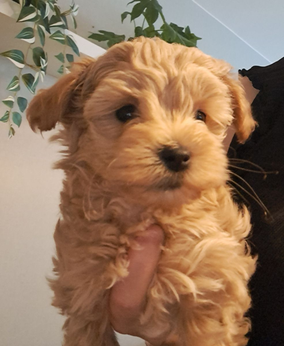 Maltipoo