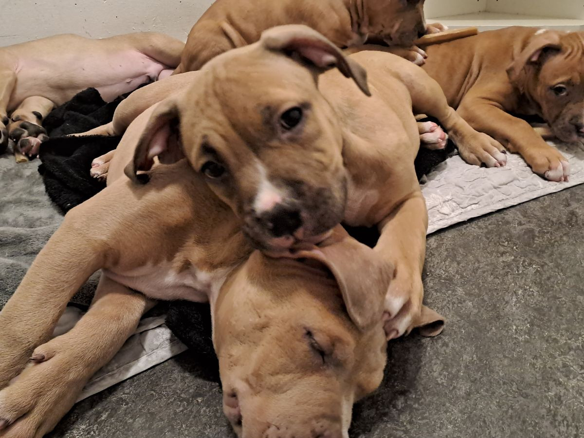American bully standard