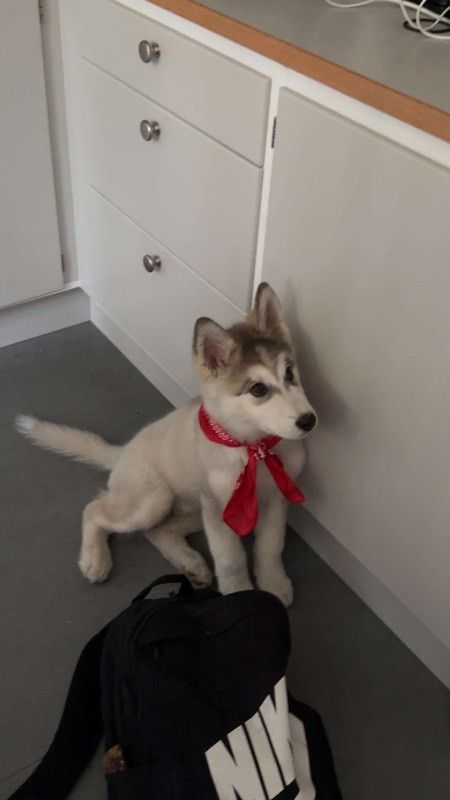 Alaskan Huskey