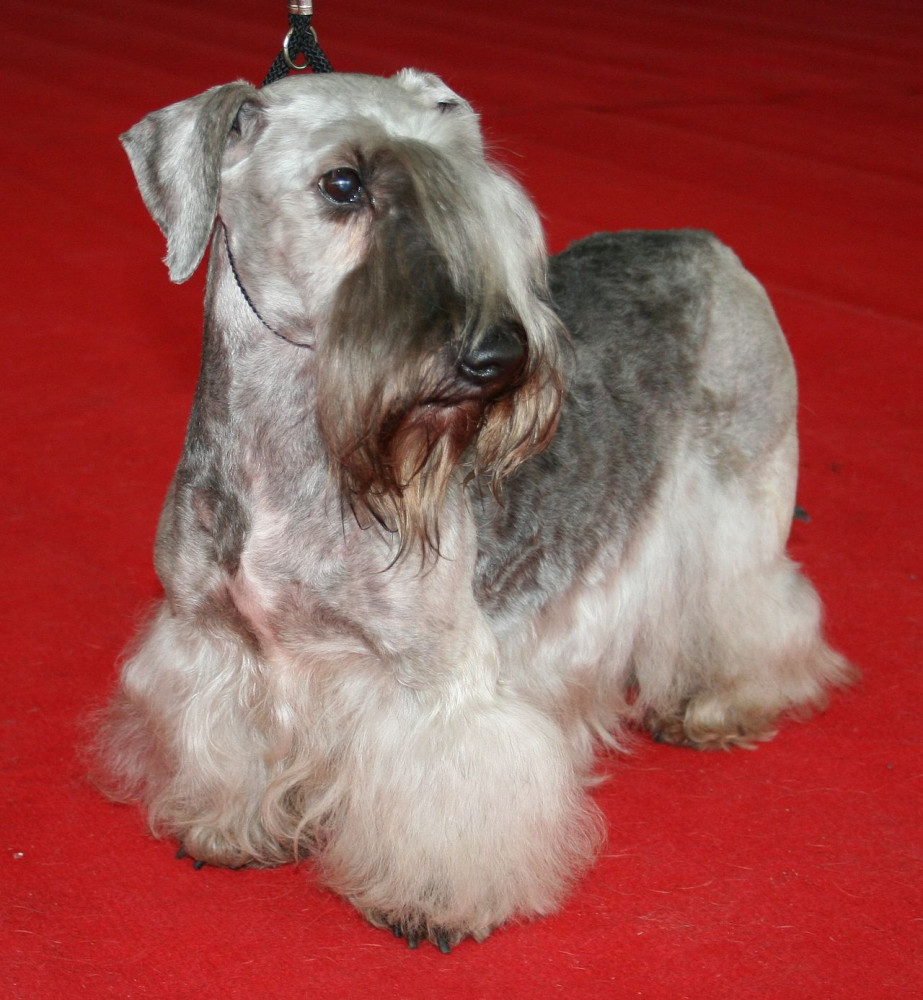Cesky Terrier