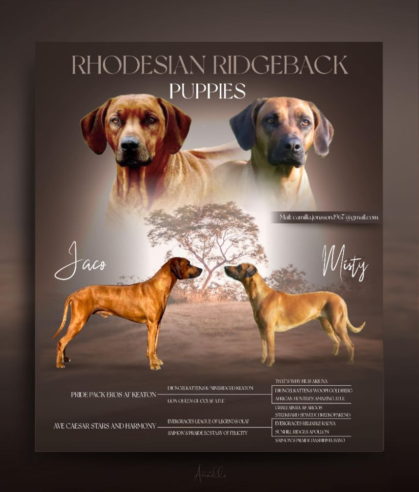Mistys ridge