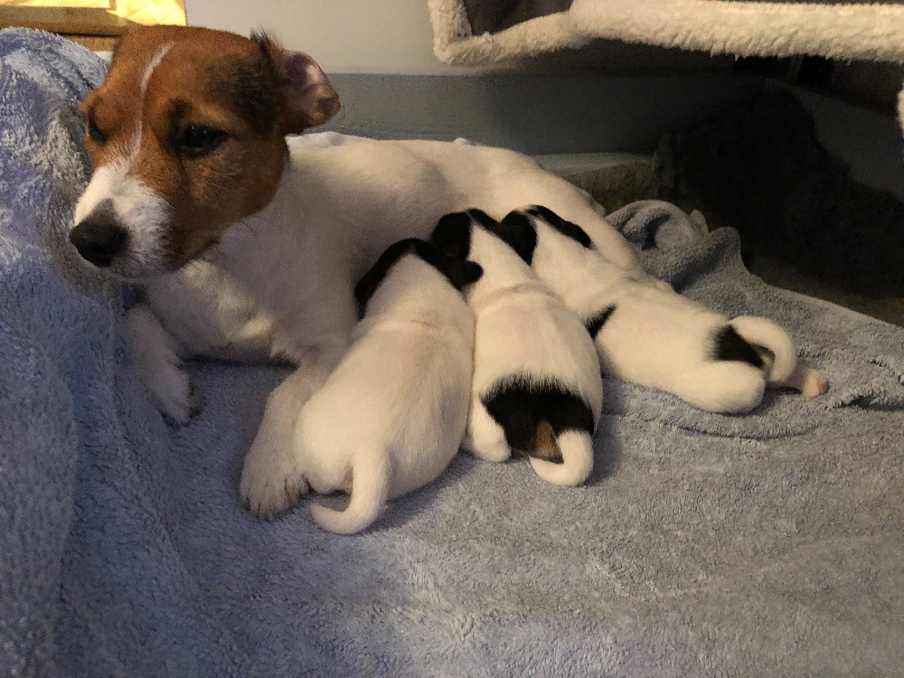 Jack Russell Terrier