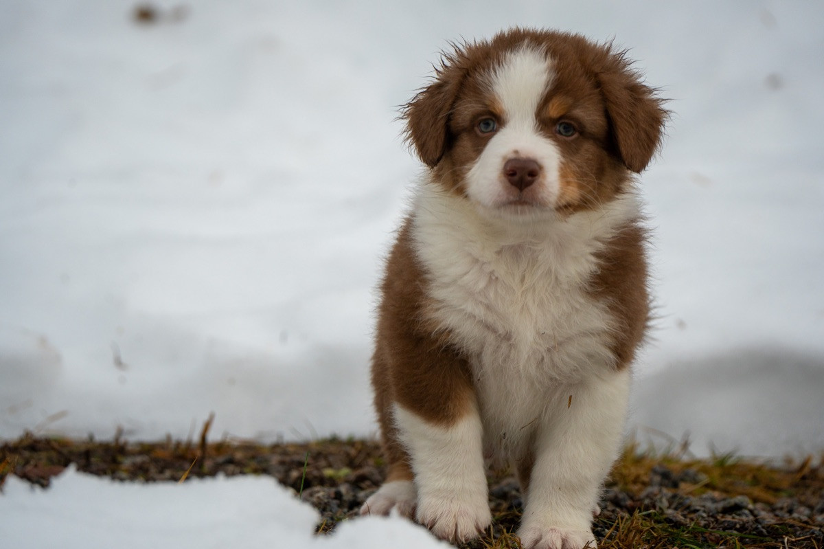 Maple Force Aussies