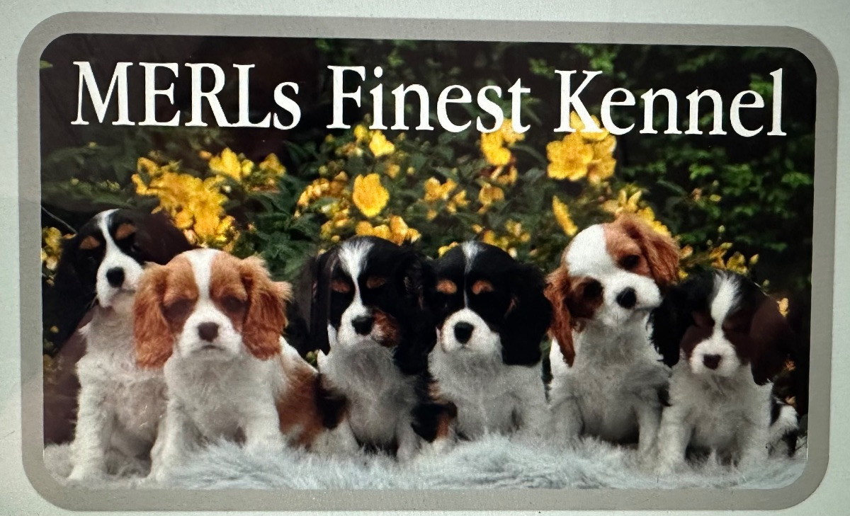 MERLS Finest
