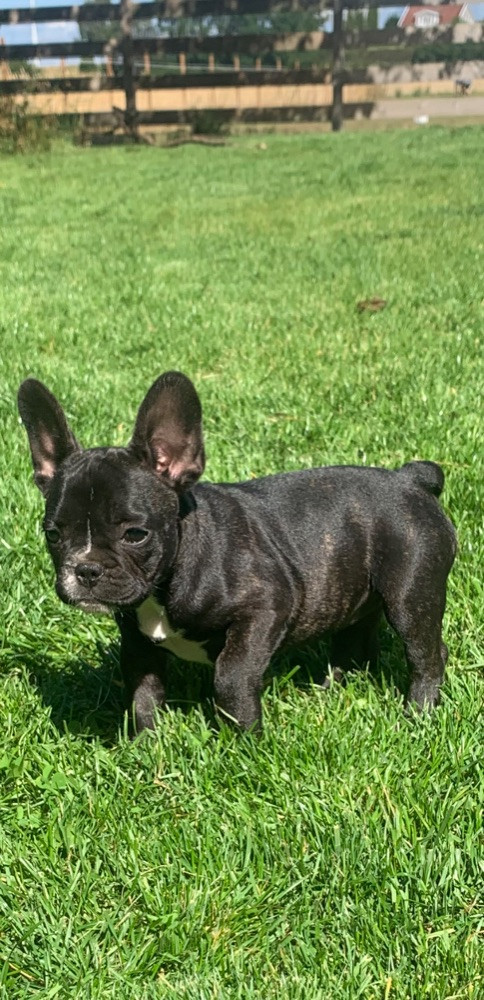 French Bulldog