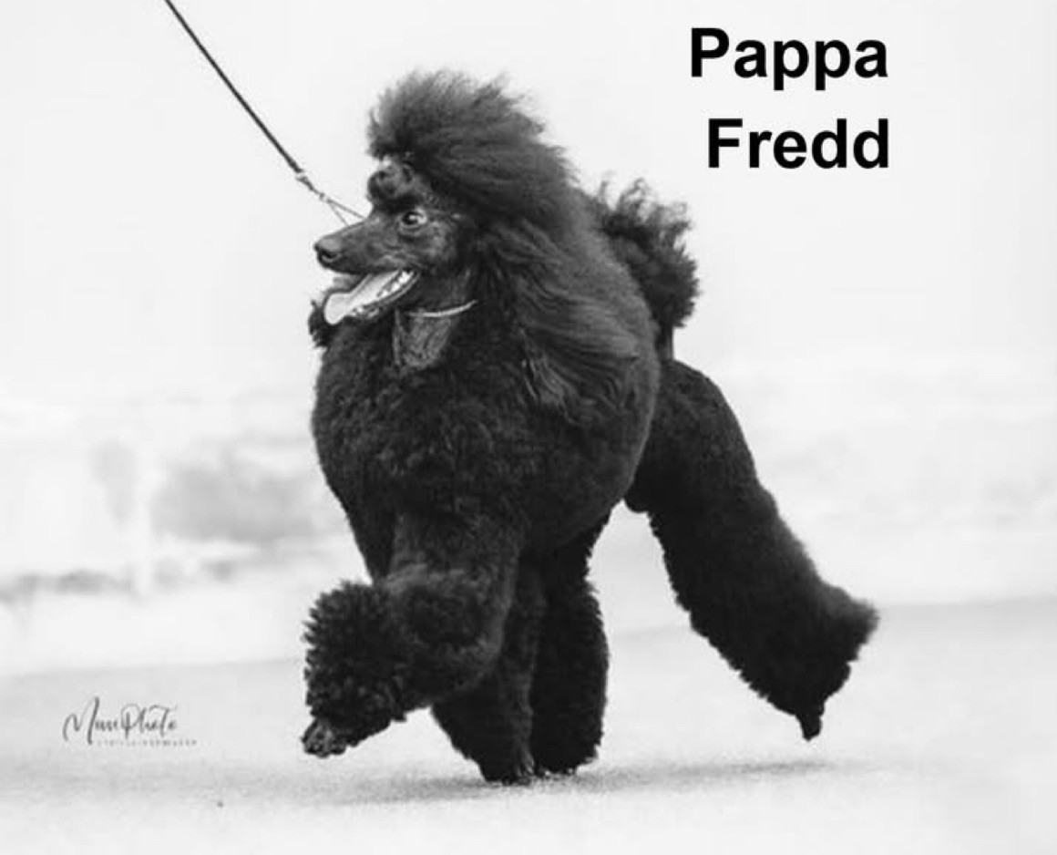 Caniche Noir