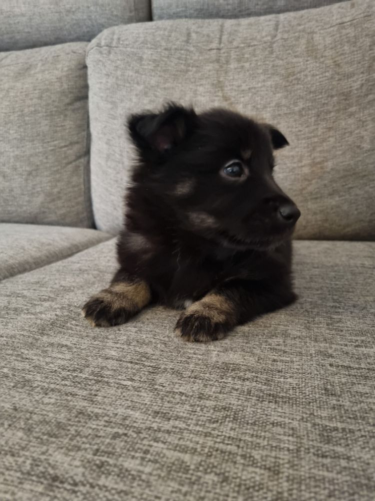 Finsk lapphund / Lapsk vallhund