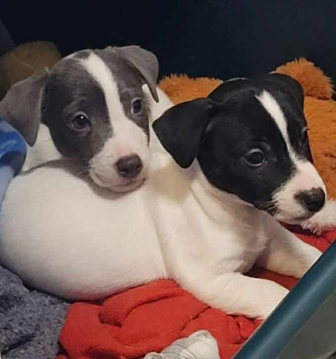 Jack Russell Terrier