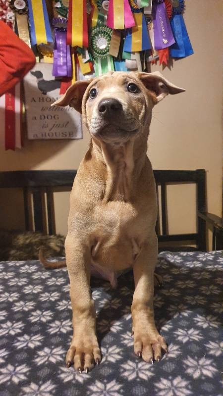 Kennel VARANASI