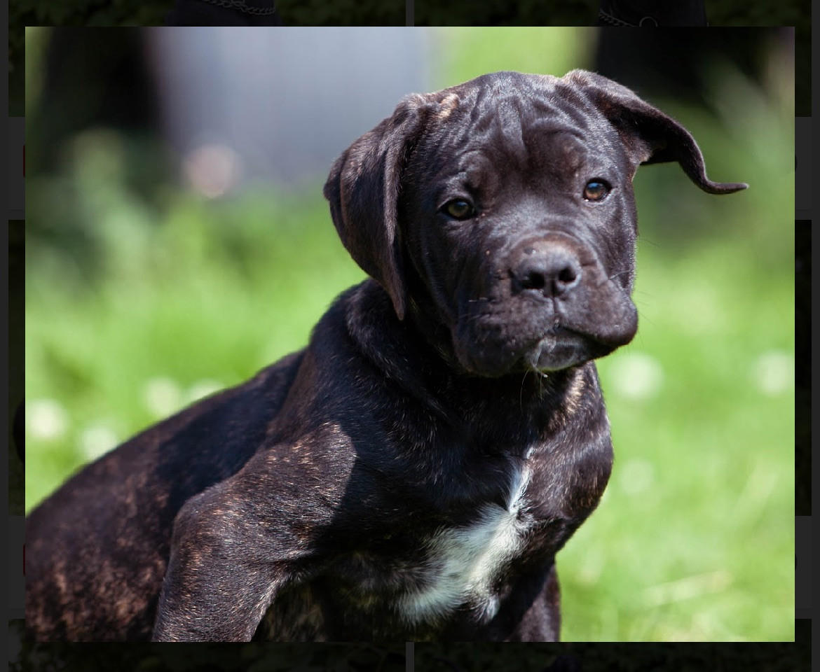 Dvärgpinscher