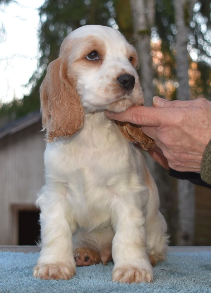 Cocker spaniel